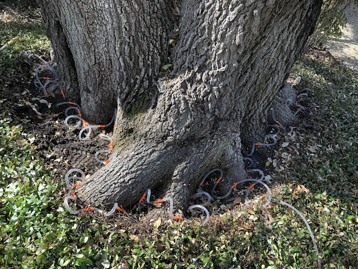 Detailed Tree Cabling and Bracing job site in Wilton