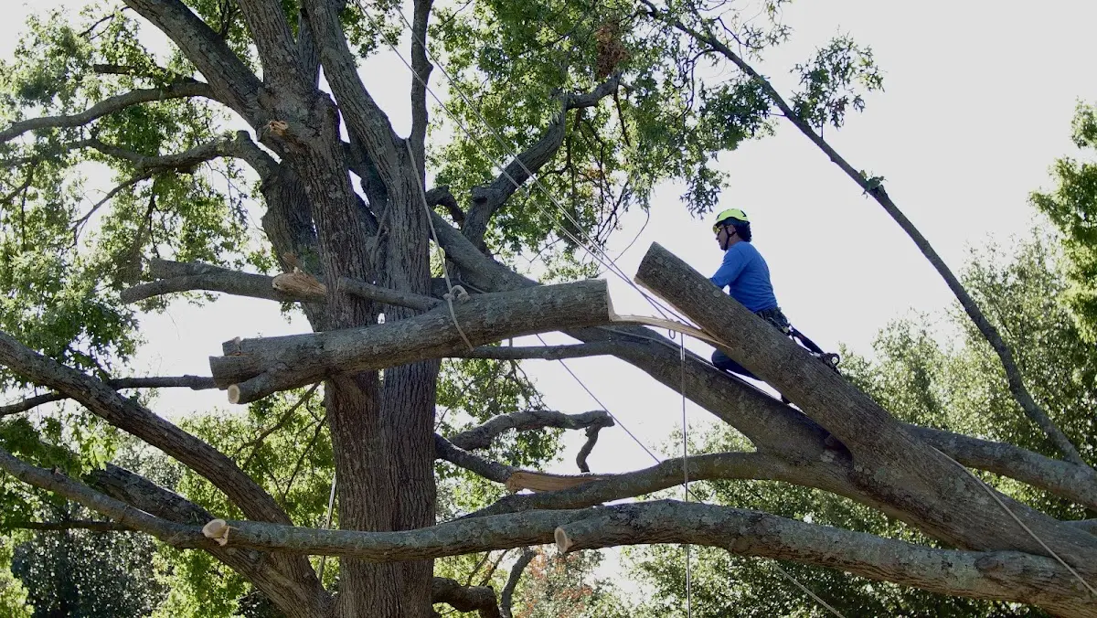Professional Hazardous Tree Removal performed by certified arborists in Wilton