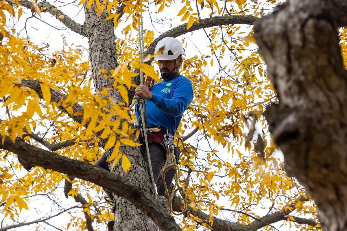 Skilled Tree Planing crew working in Wilton